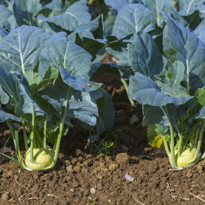 Organic Kohlrabi - Supermelt