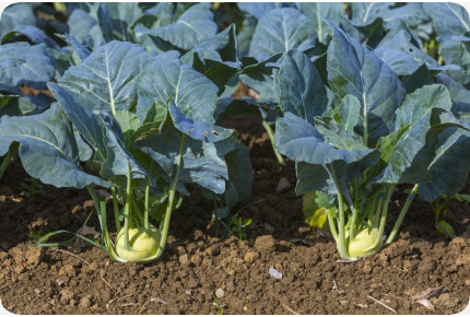 Organic Kohlrabi - Supermelt