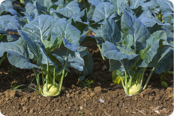Organic Kohlrabi - Supermelt
