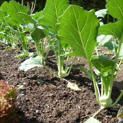 Organic Kohlrabi - Supermelt