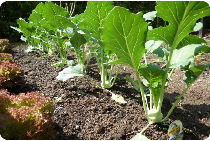 Organic Kohlrabi - Supermelt