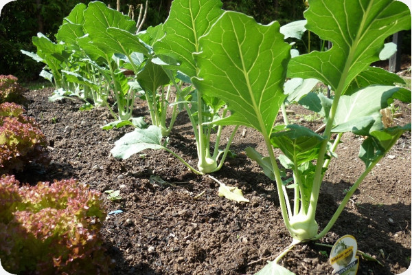 Organic Kohlrabi - Supermelt