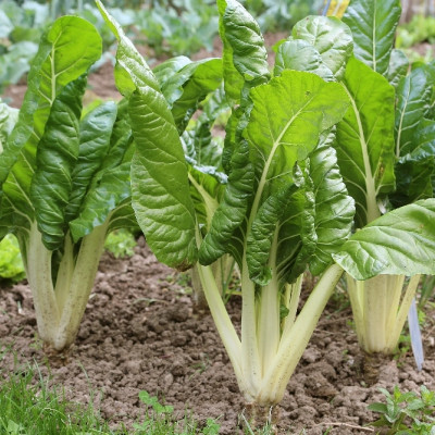 Organic - Swiss Chard