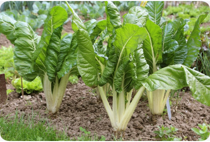 BIO - Schweizer Mangold