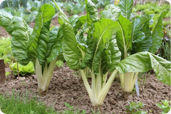 Organic - Swiss Chard