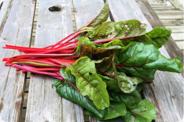 BIO - Mangold - Rhubarb