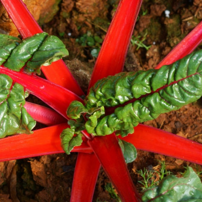 BIO - Mangold - Rhubarb