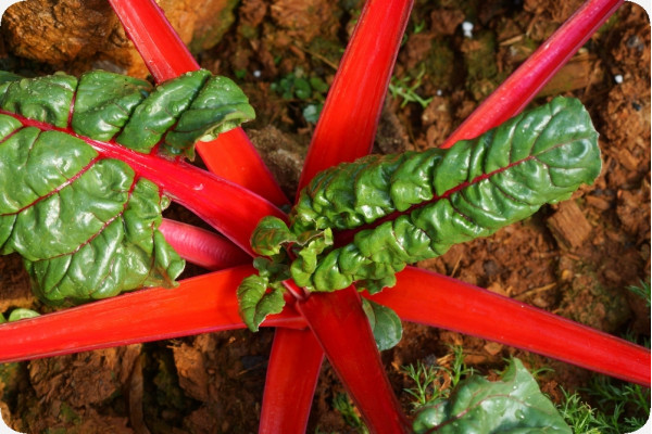 BIO - Mangold - Rhubarb