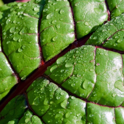 BIO - Mangold - Rhubarb