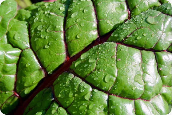BIO - Mangold - Rhubarb