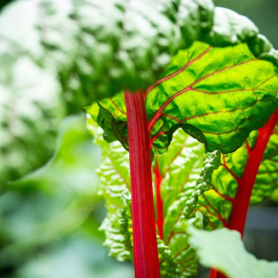 BIO - Mangold - Rhubarb