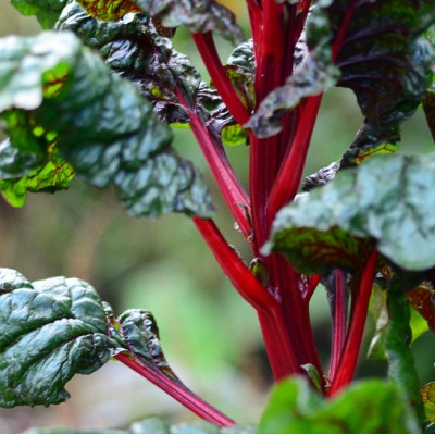 BIO - Mangold - Rhubarb