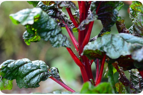 BIO - Mangold - Rhubarb