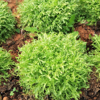 BIO - Rucola
