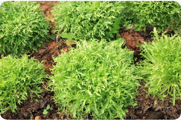 BIO - Rucola
