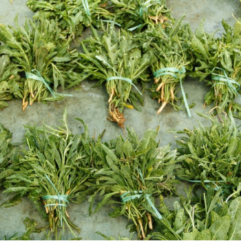 BIO - Wilder Rucola