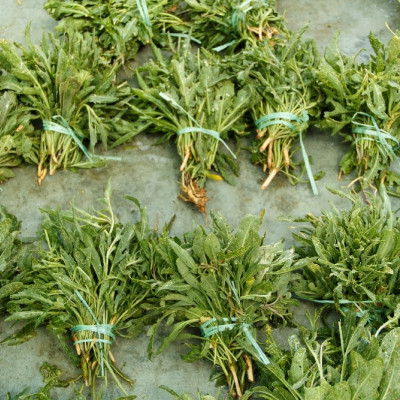 BIO - Wilder Rucola