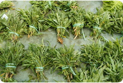 ORGANIC - Wild Arugula