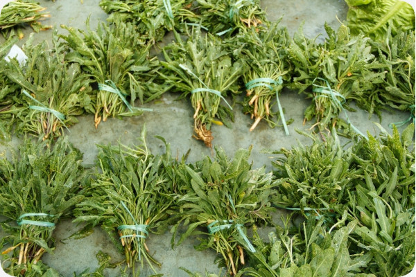 BIO - Wilder Rucola