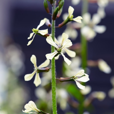 BIO - Wilder Rucola