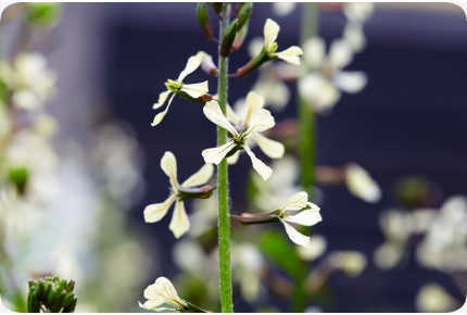 ORGANIC - Wild Arugula