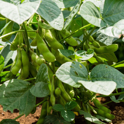 Organic - Stem beans - Edamame