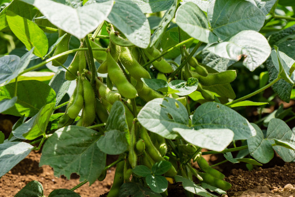 Organic - Stem beans - Edamame