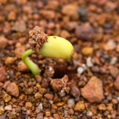 Organic - Stem beans - Edamame