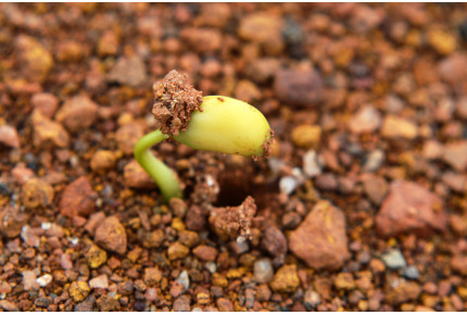 Organic - Stem beans - Edamame