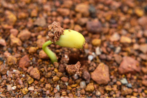 Organic - Stem beans - Edamame