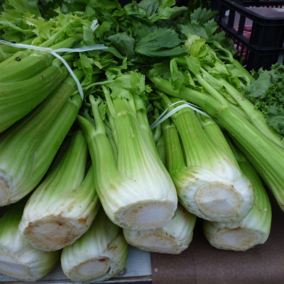 Organic Celery - Tall Utah