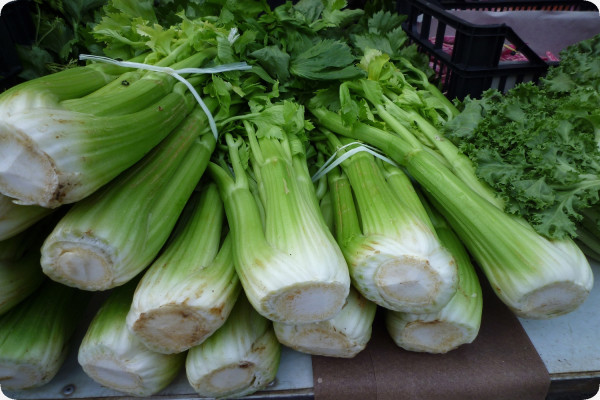 Organic Celery - Tall Utah