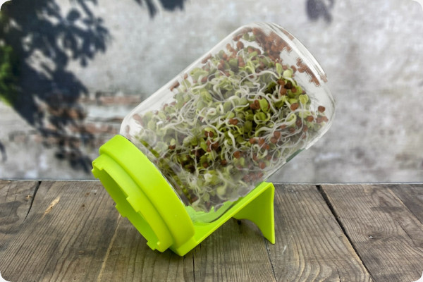 Sprouts in a glass