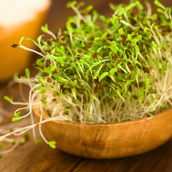 Alfalfa - Keimsprossen