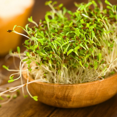 Alfalfa sprouts