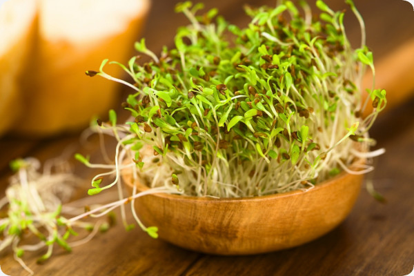 Alfalfa sprouts