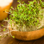 Alfalfa - Keimsprossen