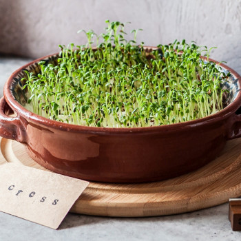 Cress - Sprouts