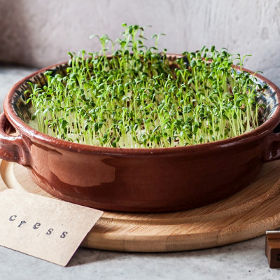 Cress - Sprouts