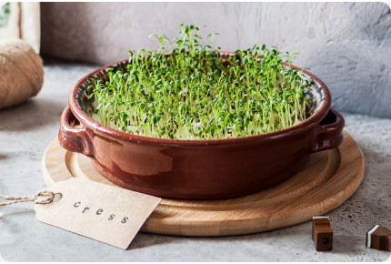 Kresse - Keimsprossen