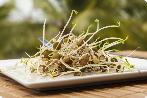 Lentil sprouts