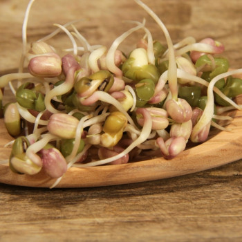 Mungbohnen - Keimsprossen
