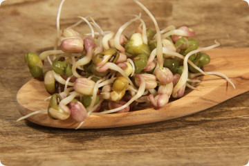 Mungbohnen - Keimsprossen
