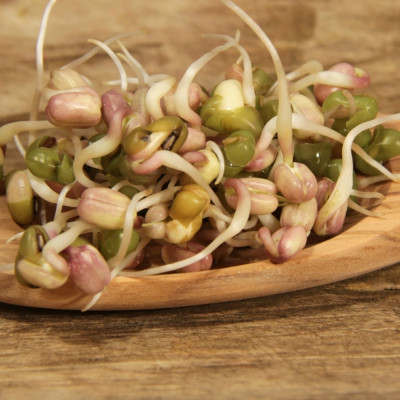 Mung beans - sprouts
