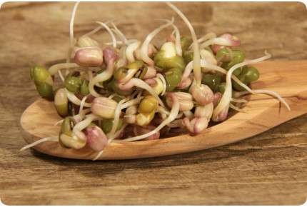 Mungbohnen - Keimsprossen