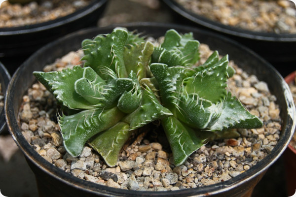 Echter Tigerrachen