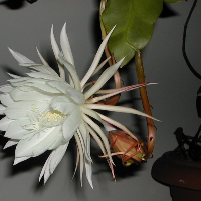 Queen of the Night