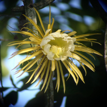 Queen of the Night