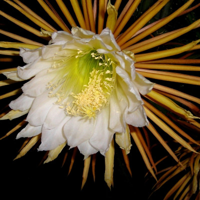 Queen of the Night