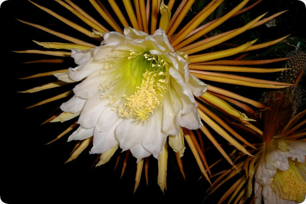 Queen of the Night